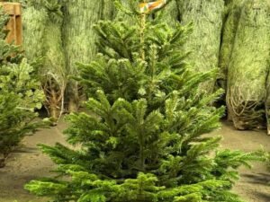 Wholesale Christmas Trees Pallet: Buy 50 Trees at Each