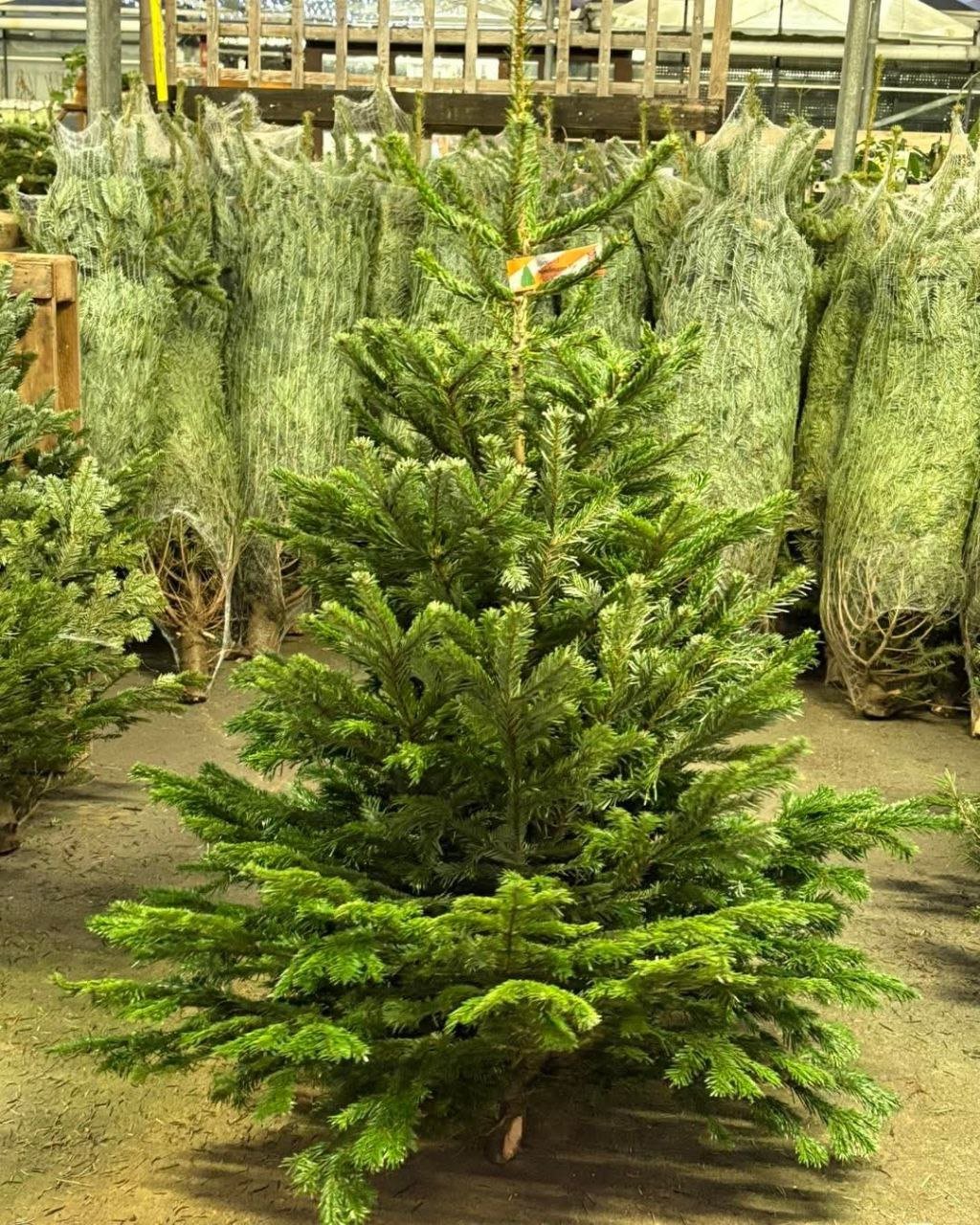 Wholesale Christmas Trees Pallet: Buy 50 Trees at Each